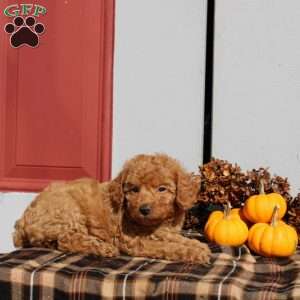 Havanah, Miniature Poodle Puppy